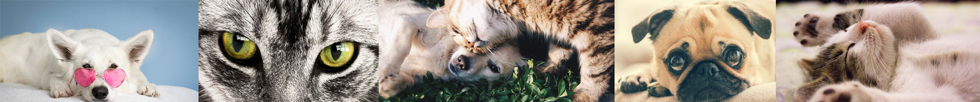 Collage of pet photos